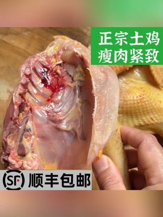 顺丰老母鸡专场正宗湖南小脚土鸡农家散养生态母婴炖汤走地跑山鸡#顺丰土鸡 #湖南小脚鸡 #农家散养 #母婴食材 #炖汤美食