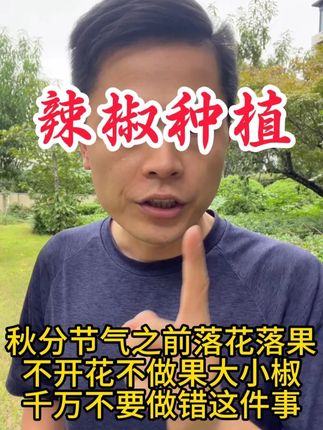 秋分前落花落果不开花不做果大小果不要做错这件事 #辣椒#辣椒种植#辣椒管理#辣椒种植技术