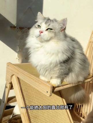免安装,秒启用!能抓能爬还能睡,关键还是实木的!#猫抓板 #猫爬架 #猫窝