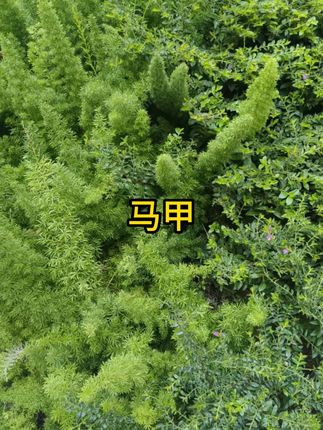 多口袋马甲男款坎肩春秋冬季中老年外穿登山保暖加棉户外摄影钓鱼 #马甲 #多口袋马甲 #钓鱼马甲