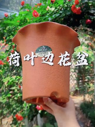 中天广源高荷叶边仿陶质树脂加厚花盆抗热抗摔抗晒有利于植物生长 高颜值又好用的花盆哪里找?看这里就对了! #花盆 #透气花盆 #花卉绿植 #爱生活爱养花