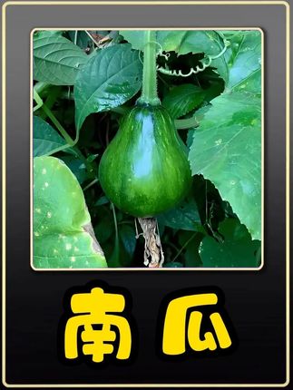 南瓜浑身都是宝,它的妙用你都知道吗?#植物科普 #南瓜 #大自然的馈赠 #一日一植物