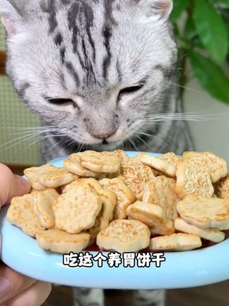 家里有小猫肠胃敏感,经常窜稀软便不爱吃饭的。快把这个养胃饼干给它安排上!#猫零食 #猫咪零食 #猫咪零食推荐 #猫零食推荐 #猫饼干