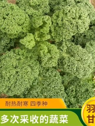 【羽衣甘蓝种子】