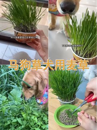 狗狗最爱零食,马狗草犬用麦草,健康又美味!狗狗专用草,懒人必备,无土种植,干净卫生。 #萌宠出道计划 #狗狗专用草 #猫草 #小狗草去毛球 #养狗经验分享