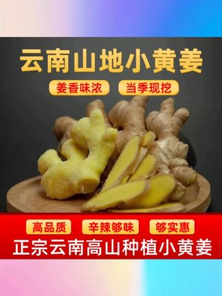云南小黄姜山地种植【老姜】香味浓郁辛辣够味产地直销新鲜姜 #云南小黄姜 #山地种植 #老姜 #产地直销 #新鲜