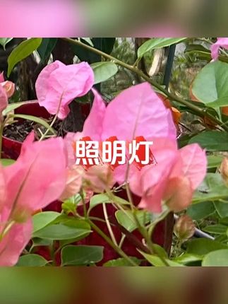 LANI亮到佳太阳能户外灯露营摆摊停电应急照明灯护眼防蓝光#灯 #灯具 #户外灯 #户外灯具 #应急灯