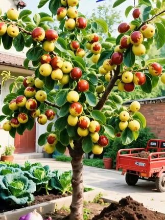 沾化冬枣苗 冰糖冬枣脆甜无渣南方北方种植庭院 枣树果树苗#枣树苗