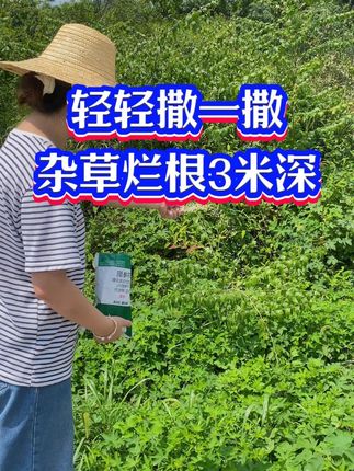 轻轻撒一撒,死草死根3米深! 除杂灌杂草的药买了很多次,每次都没有效果,来试试这个环嗪铜,一袋500克,直接像这种撒在杂草上,浇点水,杂草吸收后先黄后枯烂,想要除草方便的就用这个除草剂。#环嗪酮 #环嗪酮除草剂 #除草剂 #除杂草