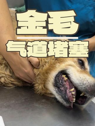 张政team宠物集诊