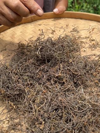 知道可以干嘛用的吗? #植物科普 #潮汕人 #潮汕话 #你见过这种植物吗 #三农