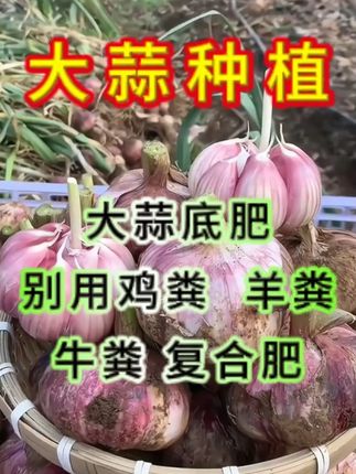 #热点 #大蒜 #大蒜高产 #大蒜种植 #大蒜施肥