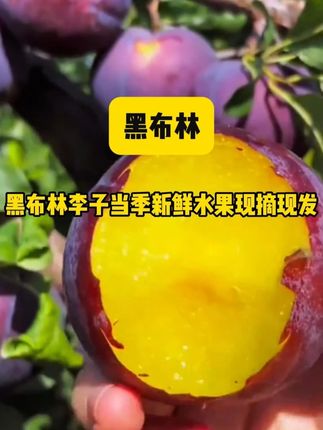 #新鲜采摘 #新鲜应季水果 #应季水果 #黑布林大李子 #李子