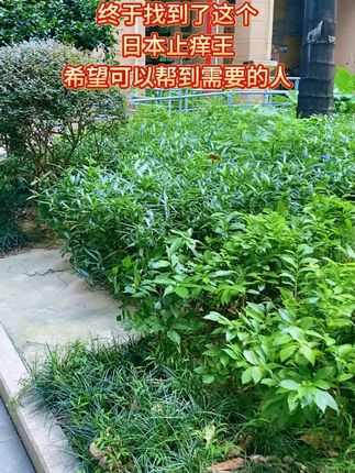 日本止痒王,草本配方,温和不刺激! 痒到整夜难眠?日本止痒王来救场! 草本萃取配方,一抹清凉,一抹有效! 温和不刺激!