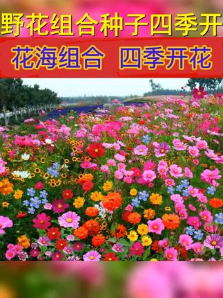 野花组合花海花种子耐寒室内外播种格桑花种籽太阳花种孑四季开花 #爱生活爱养花 #适合庭院室外花卉种子 #百日菊 #四季野花组合种子 #种花