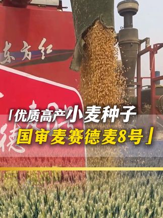 早种这个小麦,早就回本了,今年秋播一定得播上 #高产小麦种子 #赛德麦8号 #抖音助农 #河南小麦