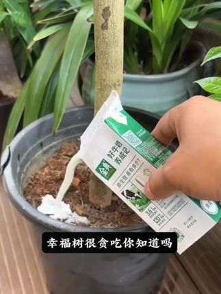 幸福树的求救信号,能看懂的都是养幸福树高手 #养花小知识 #幸福树 #室内盆栽