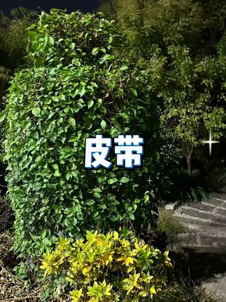 买一送一男士自动扣皮带 #时尚休闲腰带 #户外尼龙帆布带 #百搭裤腰带