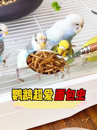面包虫干八哥鹦鹉芦丁鸡爱吃高蛋白虫干鸟食鸟粮鹌鹑优质桶装喂食#鸟食 #面包虫干 #高蛋白鸟粮 #宠物食品 #养鸟必备