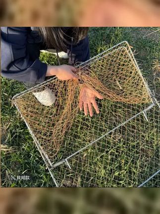 视频同款 家用养殖网家禽鸡鸭鹅自动收鸡鸽笼户外围栏网框架一体 #捕鸡网 #神器好物 #萌宠动物 #乡村的生活 #可爱动物