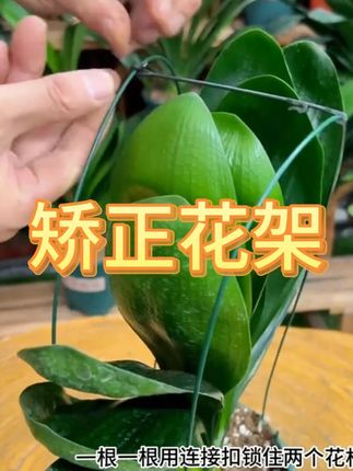 君子兰专用矫正花架定型矫正固定防长偏调整叶子间距夹子#君子兰专用矫正花架 #矫正花架