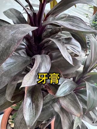 #牙膏 #美白牙膏 #清新口气