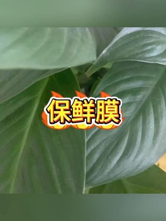 PE保鲜膜200米 带滑刀家用防尘保鲜膜 #厨房耗材 #保鲜膜 #烧烤必备 #家用保鲜 #大卷实惠