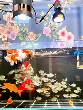 鱼食金鱼饲料锦鲤鱼粮小颗粒观赏鱼淡水鱼通用上浮型三合一鱼粮#金鱼饲料 #金鱼饲料通用 #鱼饲料 #鱼粮 #金鱼饲料推荐