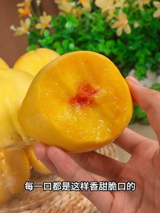 Y每年只有这个时候才能吃到的#楚蜜黄桃 ,香甜爽口,超级脆超级甜,新鲜采摘的头茬果赶紧来尝尝看吧#新鲜采摘 #黄桃