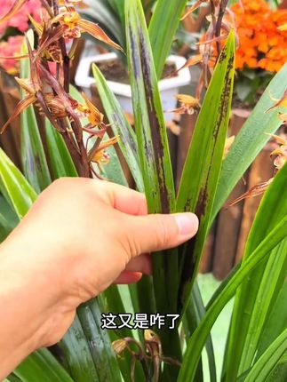 兰花如何养护才能长得壮爱开花 #植物再生剂 #兰花种植 #养护小知识 #花卉绿植 #养花