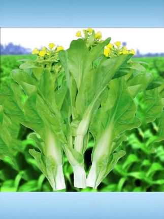 【下单就发 3 包】早熟白菜苔种子耐寒耐热菜苔籽多次采收菜心种子 #早熟白菜苔种子 #耐寒耐热菜苔籽 #多次采收菜种 #菜心种子 #下单发 3 包