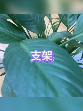 支架 #桌面折叠 #指环扣设计 #直播 #竖屏视频 #创意摆件