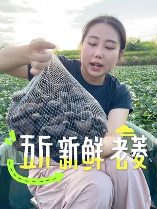 9月的老菱又更好吃了~ 小时候盼菱角熟,现在9月份,终于等到啦!湖北的老菱角安排上,颗颗饱满,粉糯香甜,回忆的味道,立马给家人安排上!#新鲜采摘 #粉糯香甜 #老菱角