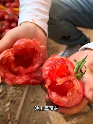 #新鲜采摘 【京东顺丰】可生吃普罗旺斯水果西红柿沙瓤多汁新鲜生吃番茄3斤4.5