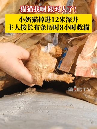 猫猫我啊,跟对人了!小奶猫掉进12米深井,主人接长布条历时8小时救猫!