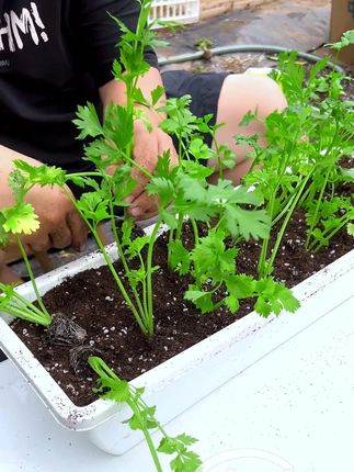 别再撒籽种芹菜了,直接栽上芹菜苗不到俩月吃芹菜! #芹菜种植 #阳台种菜 #我的小菜园
