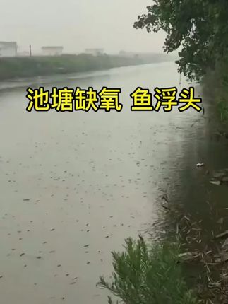 #鱼虾蟹养殖 放氧快,增氧时间长#增氧颗粒 #水产养殖
