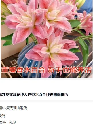 立秋了 正是种植的好时候,家里有阳台花盆小院的都可以种上,新手小白都能轻松养开花,种上一次年年都开花#花卉绿植#爱生活爱养花