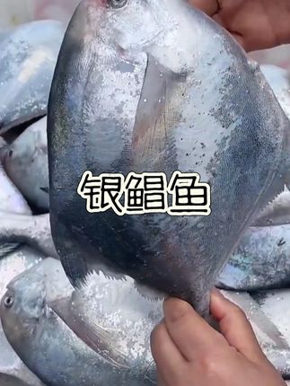 #海鲜水产 #银鲳鱼 #生鲜 #深海鱼 #银鲳鱼家常做法