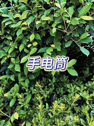 强光手电筒 #远射led #充电便携 #家用照明