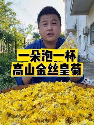 【徽五弟】黄山高海拔种植的金丝皇菊,都是这样头茬好品质。 #金丝皇菊 #菊花 #菊花茶 #花茶 #一朵一杯