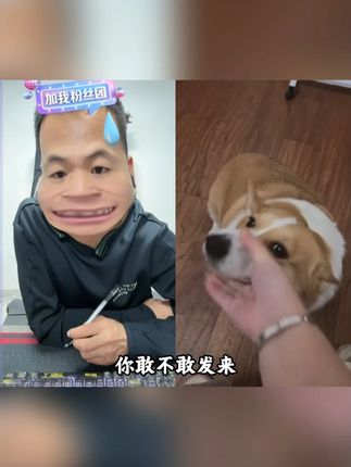 这小玩应 咋长的呢 #狗子过上了你的理想生活#可爱的修勾#狗粮怎么选#增肌壮骨狗粮