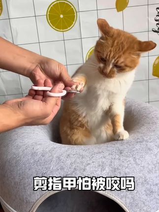 伊丽莎白圈猫咪狗狗项圈绝育圈宠物防咬圈术后防舔 #伊丽莎白圈 #宠物防咬圈 #猫咪项圈 #宠物项圈 #宠物防舔圈