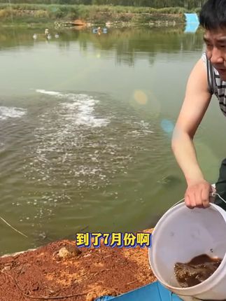 花白鲢养殖年底到底能出多少鱼,就看塘里的水质肥度,就用这个速溶肥,低温快速肥水#肥水#花白鲢#水产养殖