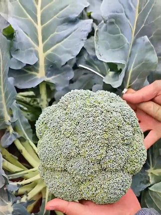 #种植小技巧 #三农 #我的小菜园 #新农人计划 #农业
