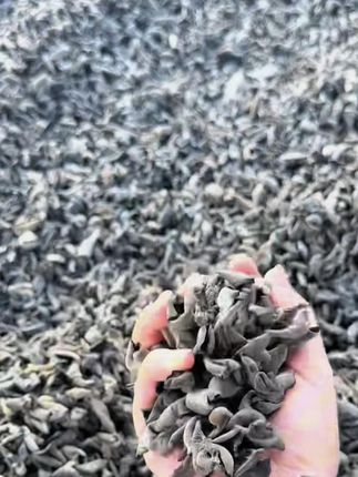 【秦峰岭】柞水木耳240g鲜嫩肉厚自然晾晒非东北黑木耳产地直发美味#木耳 #柞水木耳 #大自然的馈赠 #优质农产品 #木耳