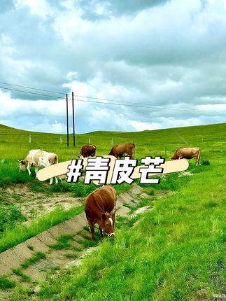凯特芒果大丰收,便宜给你发一箱…#凯特芒果 #攀枝花芒果 #现摘现发 #新鲜应季水果