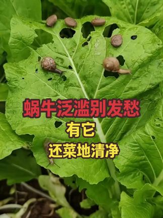 救命!被蜗牛啃秃的知我有救了 #蜗牛 #蜗牛防治 #蜗牛啃食蔬菜 #蜗牛啃食菜叶