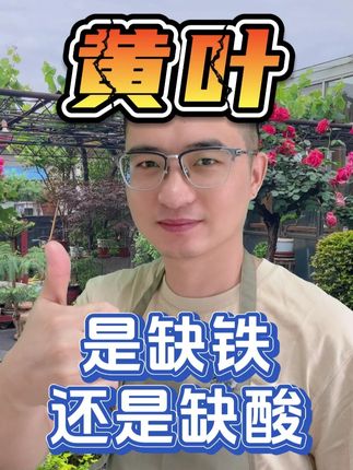 黄叶是缺铁还是缺酸? #养花 #花卉绿植 #硫酸亚铁