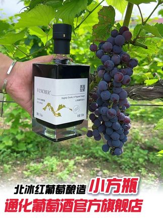 家人们笑不活了!大哥拍葡萄被抓包,结果是酿冰酒的北冰红! #通化葡萄酒 #酒水节 #好酒推荐 #品酒品人生 #热点